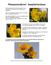 Steckbrief-Sumpfdotterblume.pdf